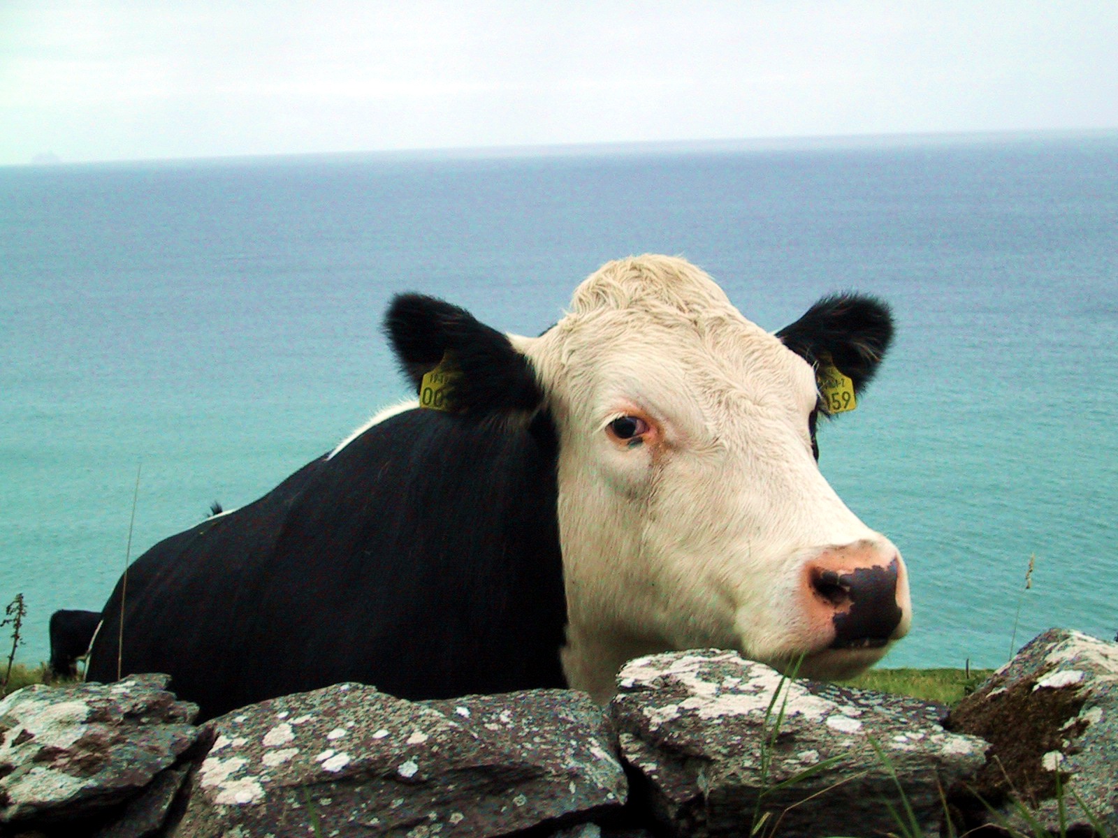 cow-side-auto-levels-sat-plus-10